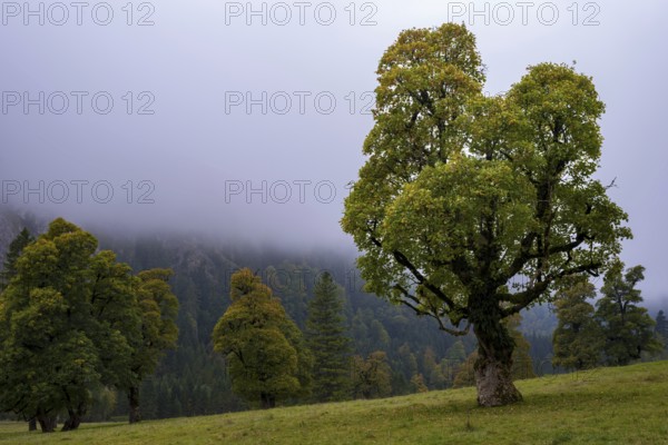 Maple trees, (Acer pseudoplataus), near the Wankerfleck, Ammergau Alps, Ostallgäu, Bavaria,