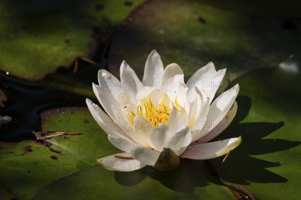 A European white water lily (Nymphaea) with a yellow centre lies on green leaves in a pond,