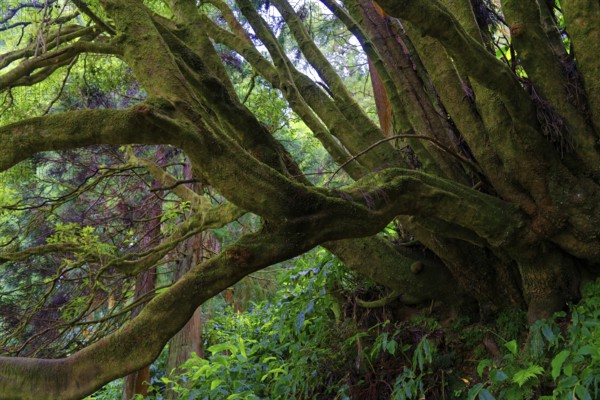 An old tree with thick, moss-covered branches, surrounded by dense greenery in the forest, Grena