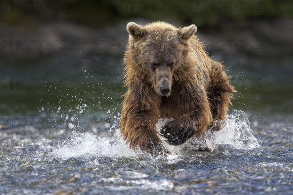 Grizzly Bear (Ursus arctos horribilis) hunting Pacific Salmon, British Columbia, Canada, North