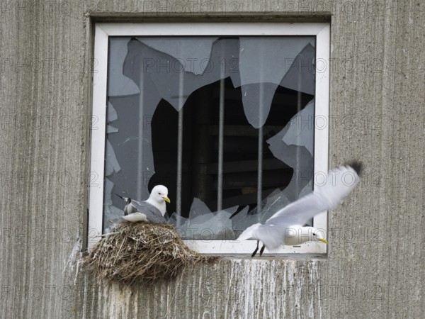 Black-legged kittiwake (Rissa tridactyla), breeding bird on nest, built on fishing harbour building