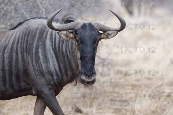 Blue wildebeest (Connochaetes taurinus), adult gnu walking, animal portrait, head close-up, Kruger