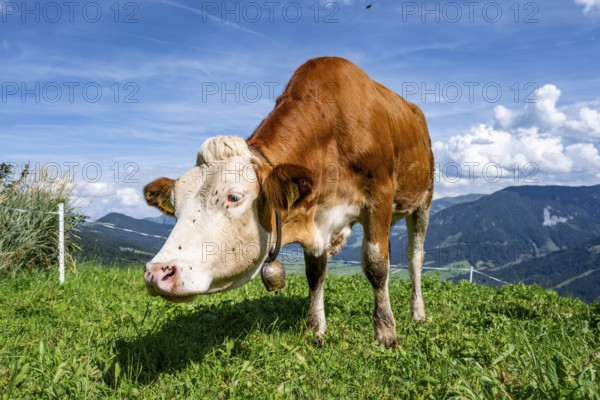 Calf (Bos primigenius taurus), cow with bell on an alpine meadow, Simmental cattle, Hochbrixen,