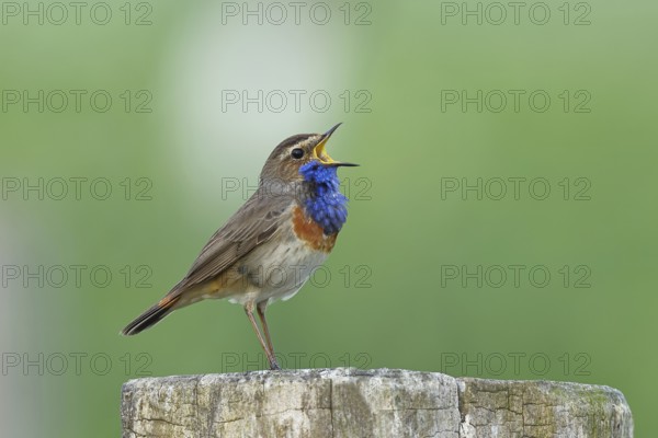 Bluethroat (Luscinia svecica cyanecula), male, singing on a pasture fence post, wildlife, Lembruch,
