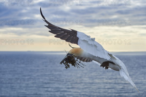 Northern gannet (Morus bassanus) flying over the sea with rivet material in the beak, landing