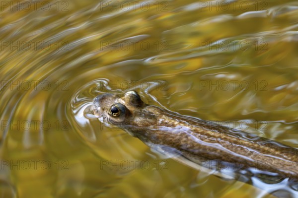 Largescale four-eyes (Anableps anableps), species of four-eyed fish native to fresh and brackish