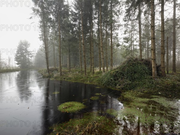 Ballmoos forest reserve, raised bog in the fog, Lieliwald, Lindenberg, Horben, Canton Lucerne,