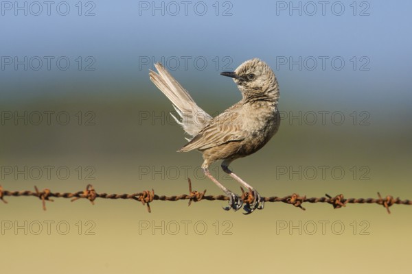 Brown Songlark (Megalurus cruralis) male perched on a barbed wire fence, Victoria, Australia,