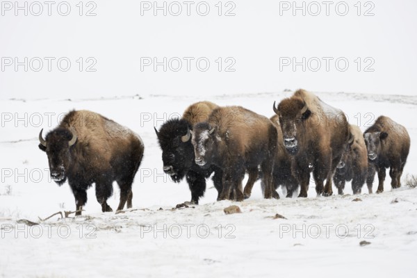American Bison (Bos bison) big group gathered in snow, Yellowstone National Park, Wyoming, USA,