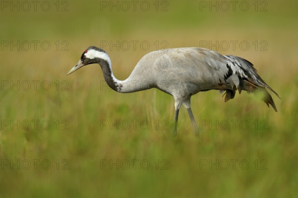 Common Crane, Grus grus, big bird in the nature habitat, Lake Hornborga, Sweden. Crane in the green