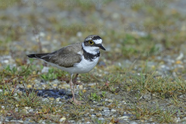 Little Ringed Plover (Charadrius dubius) adult bird standing on a gravel bank at the lakeshore,