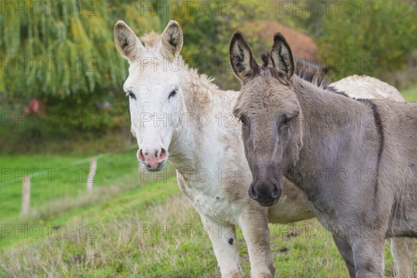 Two donkeys (Equus asinus asinus) or domestic donkeys, completely grey-coloured variant with eel