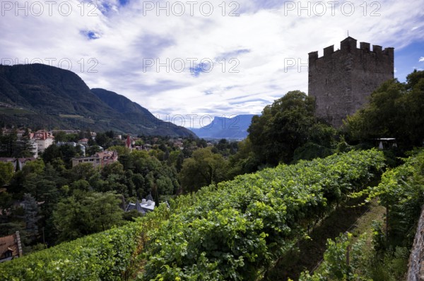 Powder tower between vines, wine-growing area, Tappeinerweg, Tappeiner promenade, high-altitude