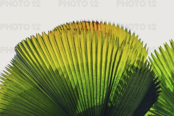 Palm leaf in transmitted light, leaf, palm, transparent, plant, flora, tropical, texture,