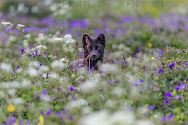 Dark arctic fox (Vulpes lagopus), ice fox, standing in a flower meadow, frontal, summer,
