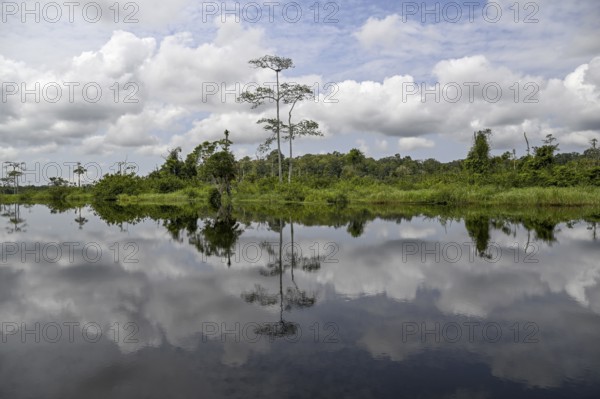 Waterscape on the Akaka River, Loango National Park, Parc National de Loango, Ogooué-Maritime
