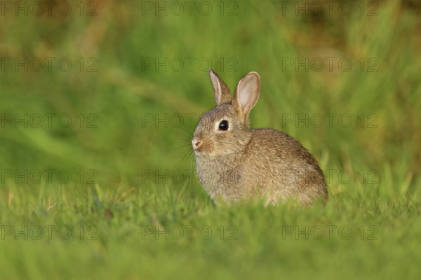 Wild rabbit (Oryctolagus cuniculus), young animal sitting on a meadow, Texel, West Frisian Islands,