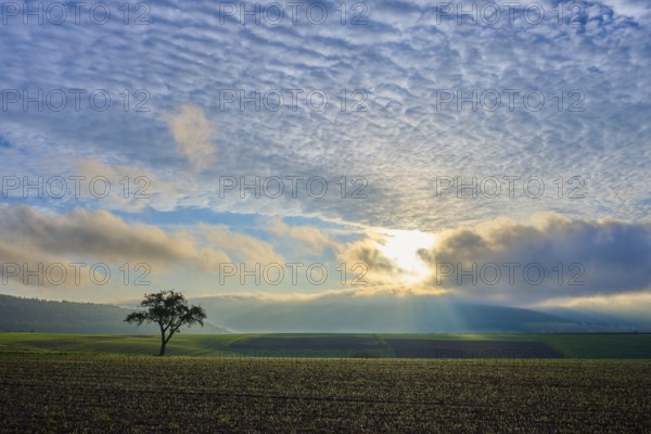 A lone apple tree (Malus Domestica), in a field at sunrise, surrounded by dramatic sky and rays of