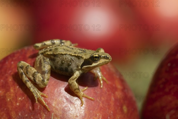 Common frog (Rana temporaria) adult amphibian on a fallen apple fruit on a garden lawn in the