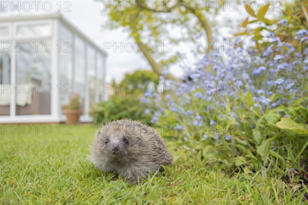 European hedgehog (Erinaceus europaeus) adult animal on an urban garden grass lawn in the spring