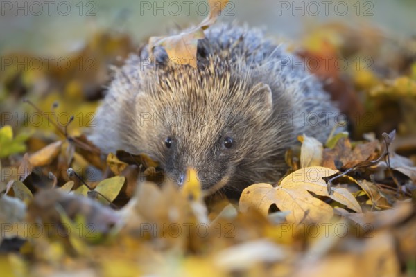 European hedgehog (Erinaceus europaeus) adult animal on an urban garden grass lawn with fallen
