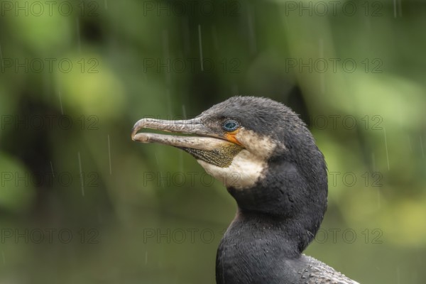 Portrait of a great cormorant (Phalacrocorax carbo) in colourful breeding plumage in spring during
