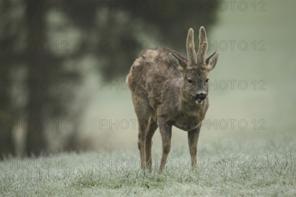 European roe deer (Capreolus capreolus) buck with velvet horns and shaggy winter coat in the