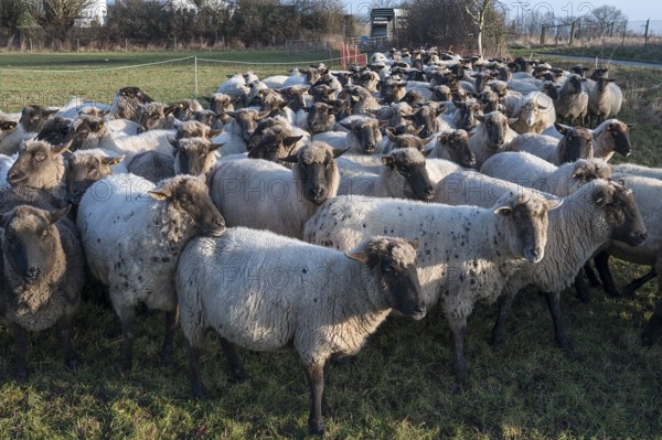 Black-headed domestic sheep (Ovis gmelini aries) penned for loading on the pasture in the early