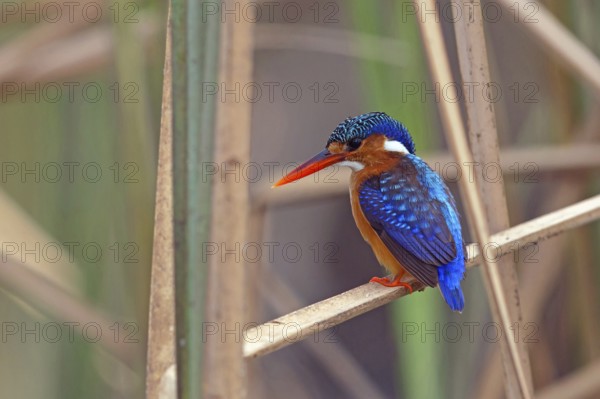 Crested Kingfisher, Corythohrnis cristatus, (Alcedo cristata), Kingfisher family, Malachite