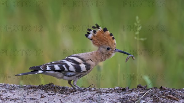 Hoopoe (Upupa epops) Bird of the Year 2022, mating, male with caterpillar as food, erect cap,