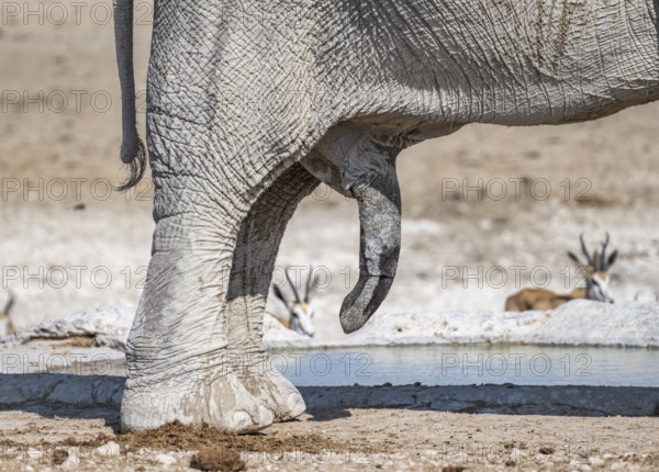 African elephant (Loxodonta africana), detail, penis, at a waterhole, Nebrowni Waterhole, Etosha