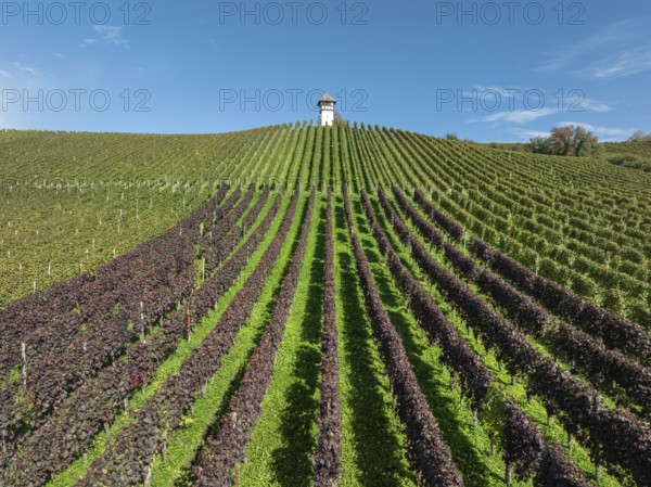 Aerial view of a vineyard, vineyard slope with winery tower of the historic Haltnau winery near