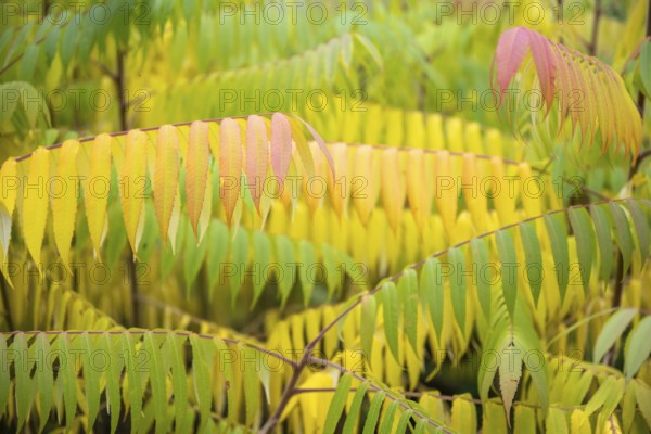 Autumn coloured leaves of a vinegar tree (Rhus typhina), Full size, Baden-Württemberg, Germany,