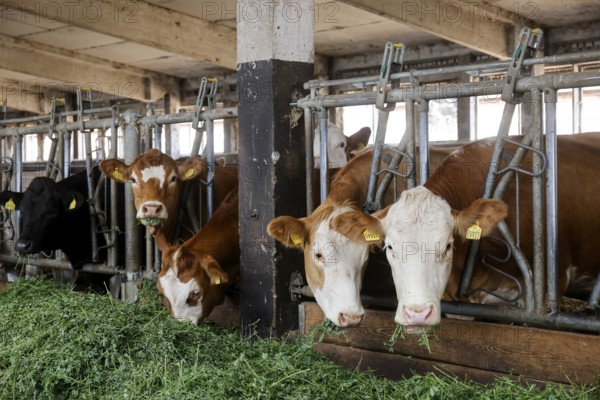 Oberlausitz, Saxony, Germany - Cattle eat fresh grass in the barn, the animals on this farm are