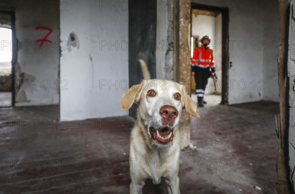 Rescue dog training, the sniffer dogs practise searching for injured people in empty houses, Herne,