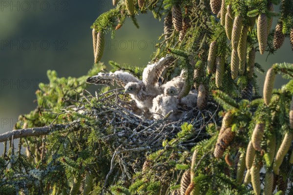 Common kestrel (Falco tinnunculus), young birds not yet ready to fly in the nest,