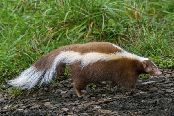 Striped skunk (Mephitis mephitis) brown, cream-colored mutation, native to southern Canada, the