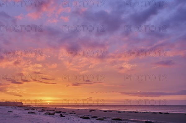 Colorful sunset on the beach with Grey seal (Halichoerus grypus) lying lying on it, Düne,