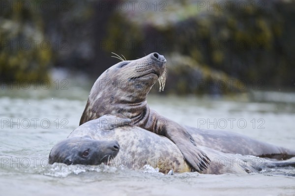 Grey seal (Halichoerus grypus) playing with each other in the water, sea, Düne, Helgoland,
