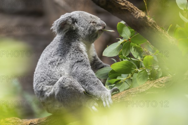Koala (Phascolarctos cinereus) sitting on a tree, captive, distribution South Australia, Australia,