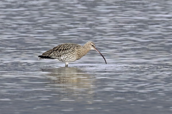Eurasian curlew (Numenius arquata), foraging, Klingnauer Stausee nature reserve, Canton Aargau,