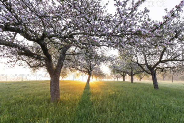 Fresh blossom, morning light, ground mist... simply magical! Foothills orchard meadow in bloom -