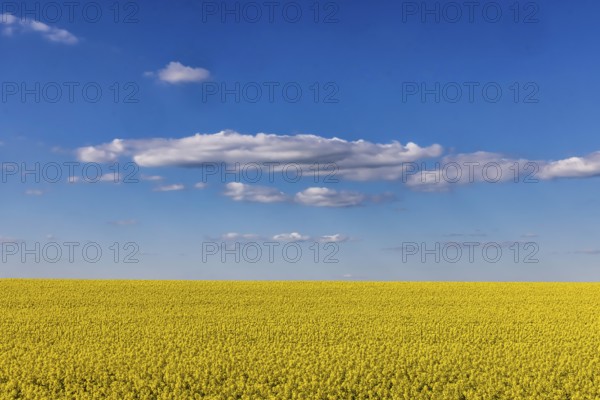 Rape field in bloom against a blue sky with clouds. Landscape near Dornstadt Baden-Württemberg,