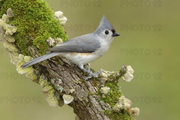 Tufted Titmouse (Baeolophus bicolor), Texas, USA, North America