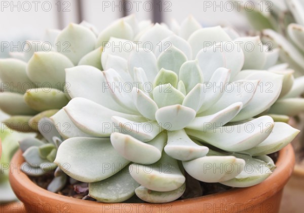 Beautiful succulent plant in greenhouse. Closeup, floral patterns, selective focus
