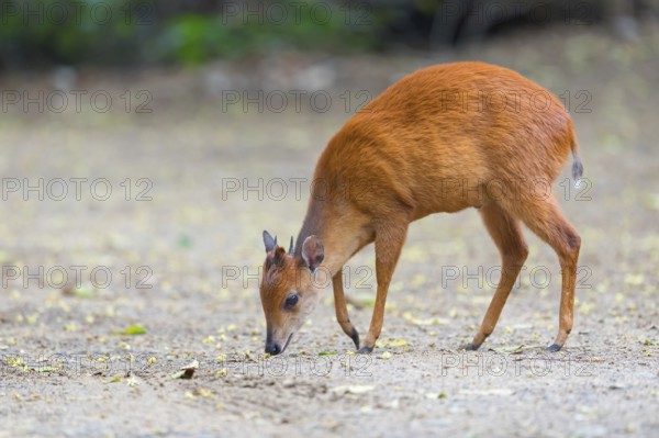 Red forest duiker (Cephalophus natalensis) antelope, iSimangaliso Wetland Park, St. Lucia,