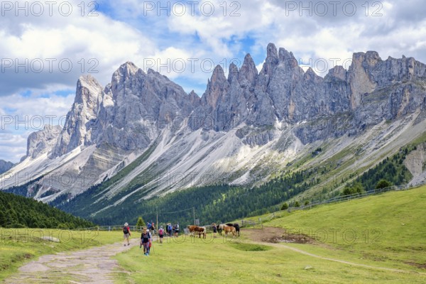 Hikers on a path at a alp meadow at the mighty Odle Group mountains in the Dolomites, Ortisei, Val