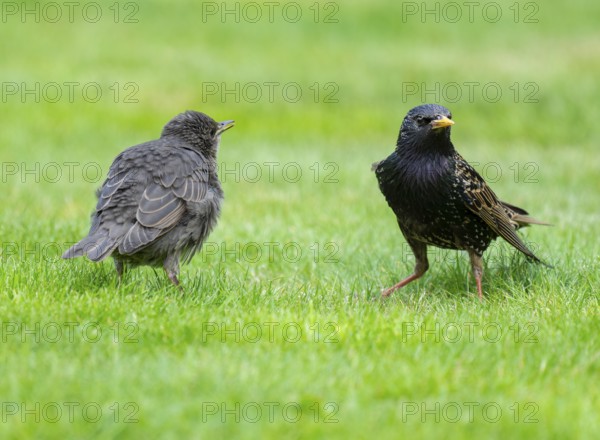 Starling (Sturnus vulgaris), young bird and adult standing on a lawn in the garden, Lower Saxony,
