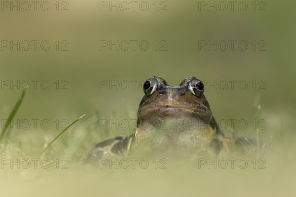 Common frog (Rana temporaria) adult amphibian on a garden lawn in the summer, England, United