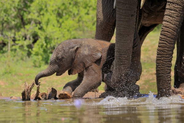 African elephant (Loxodonta africana), young animal, calf, baby elephant, mother, young animal with